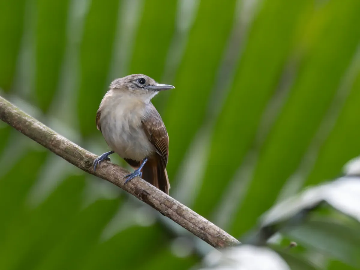 File:Myrmotherula axillaris White-flanked Antwren (female); Amazonia National Park, Itaituba, Pará, Brazil.jpg 01.jpg