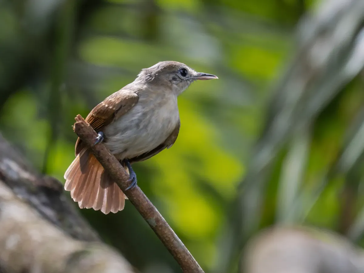 File:Myrmotherula axillaris White-flanked Antwren (female); Amazonia National Park, Itaituba, Pará, Brazil.jpg 02.jpg