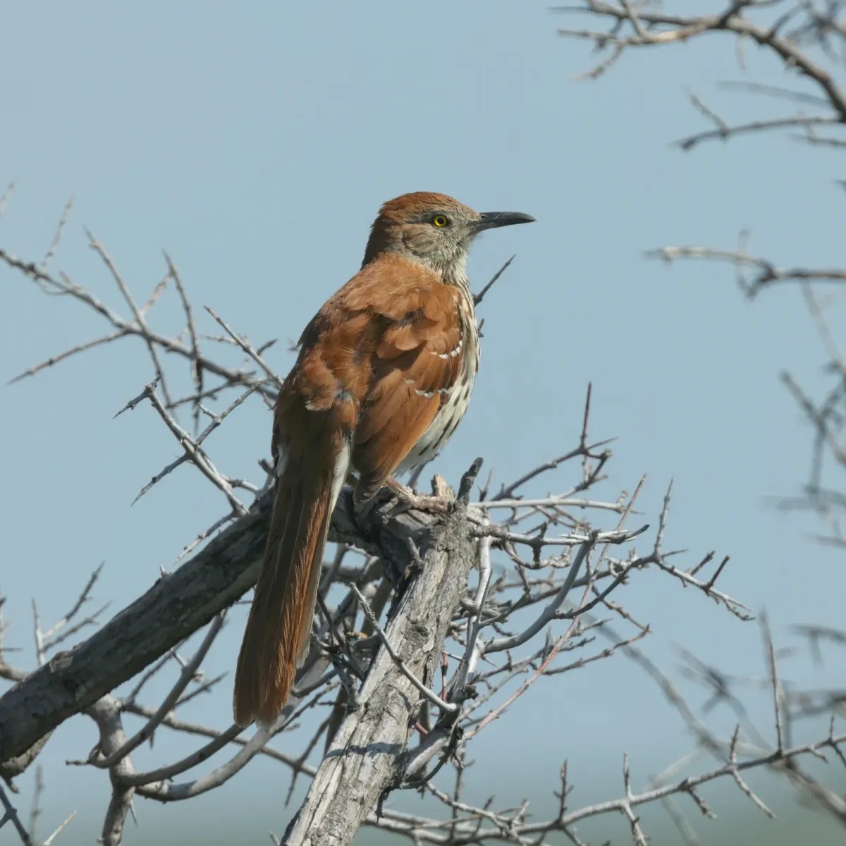 File:Toxostoma rufum GNP 01.jpg