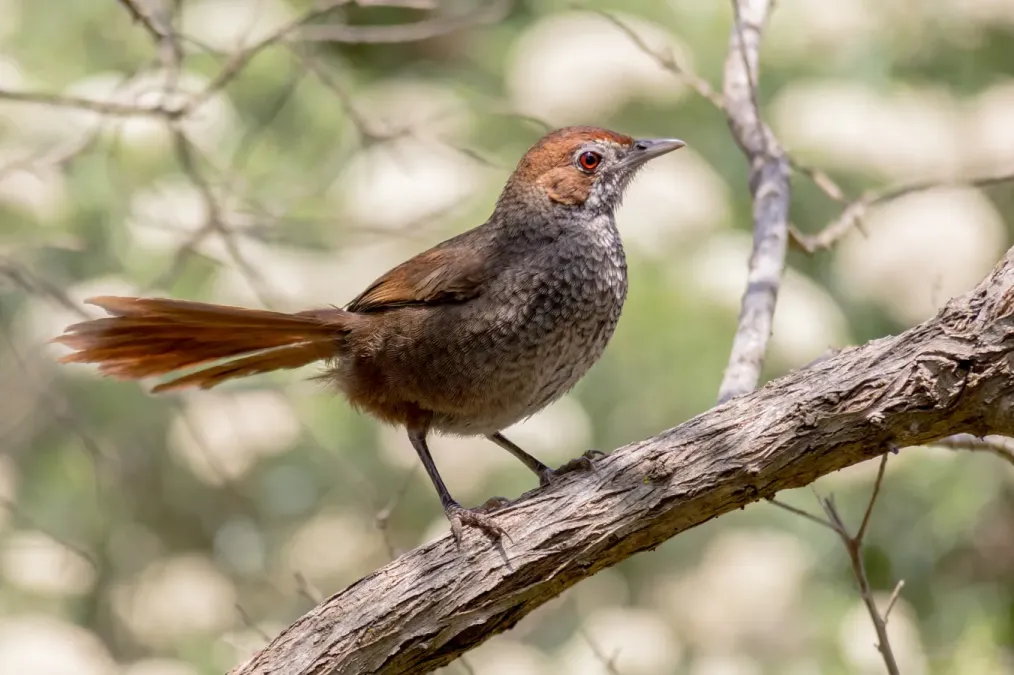 File:Dasyornis broadbenti 108784336.jpg