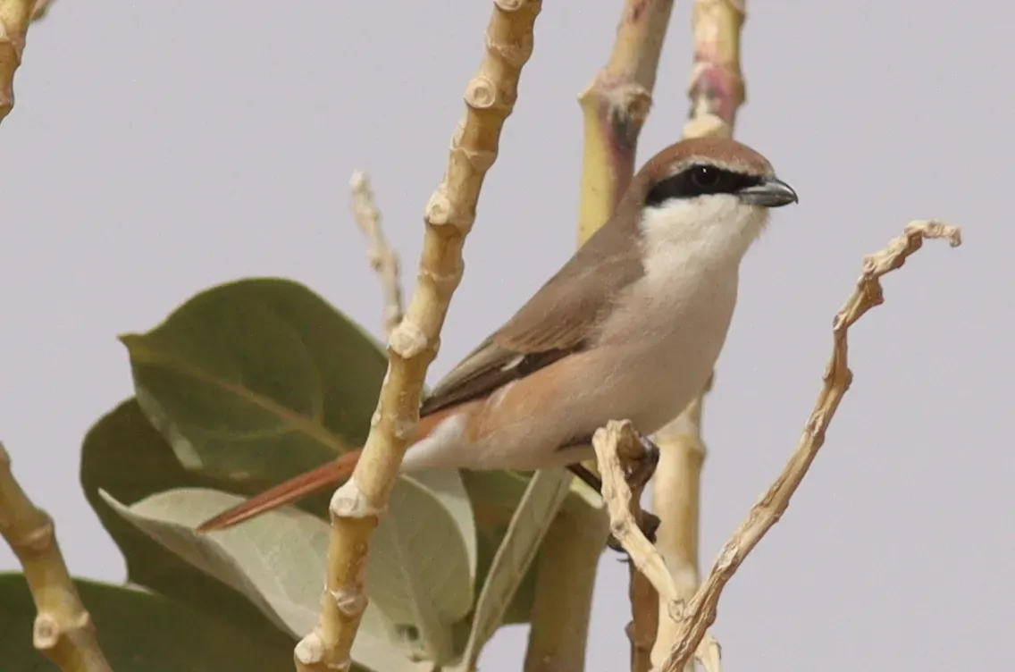 File:Lanius phoenicuroides 260922006.jpg