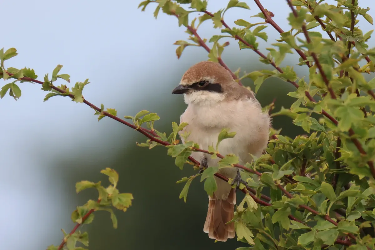 File:Lanius phoenicuroides 221320163.jpg
