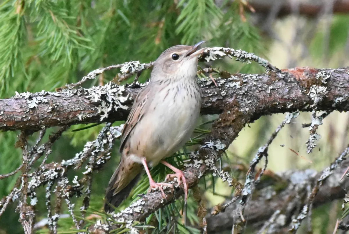 File:Locustella lanceolata 295726819.jpg