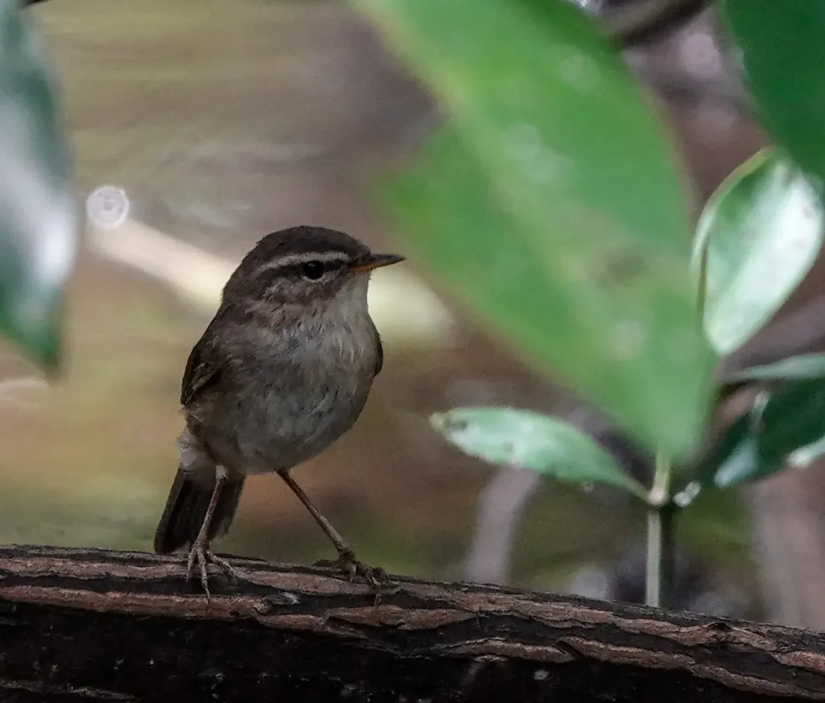 File:Phylloscopus fuscatus 288806565.jpg