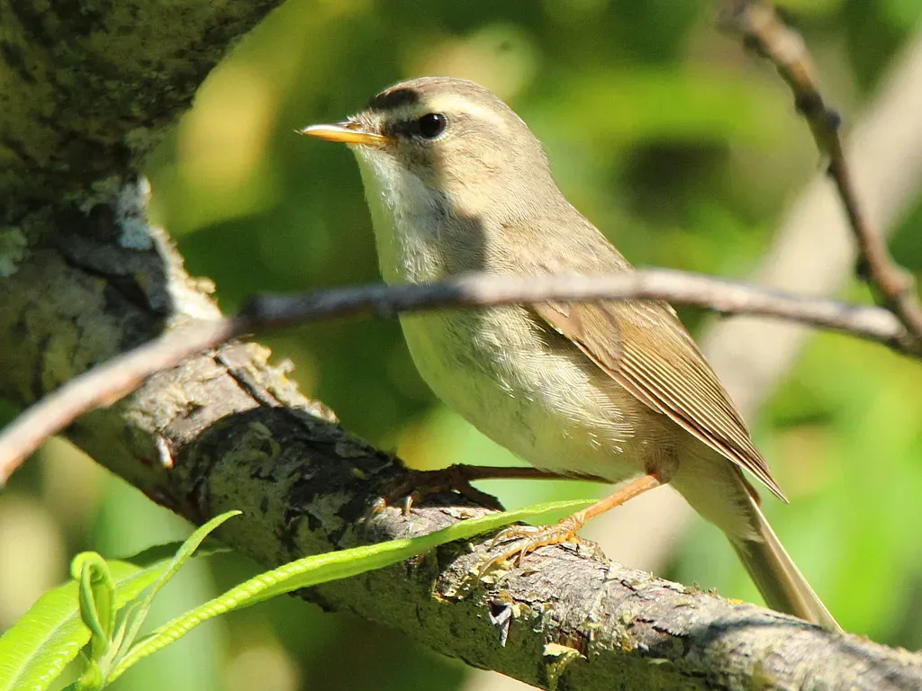 File:Phylloscopus fuscatus 249338830.jpg