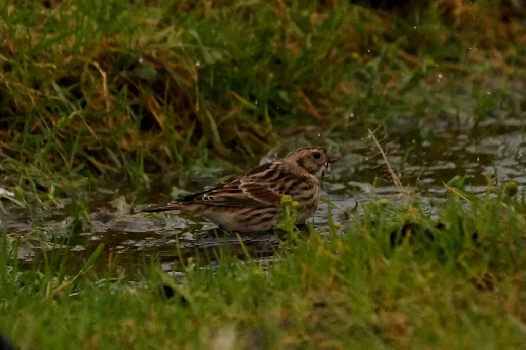 File:Lapland Bunting (Calcarius lapponicus), Lund - geograph.org.uk - 5173938.jpg