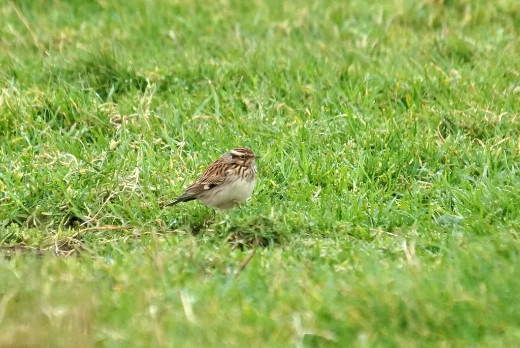 File:Woodlark (Lullula arborea), Northdale - geograph.org.uk - 5190398.jpg