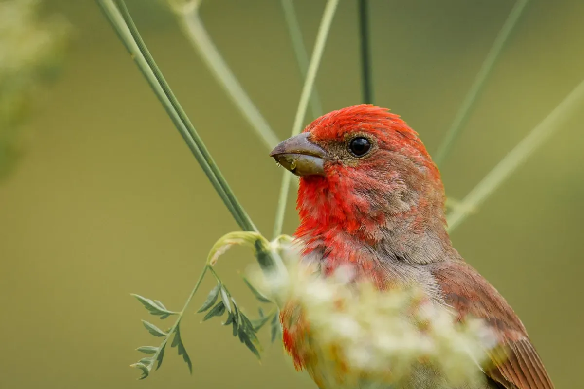File:Carpodacus erythrinus 305390872.jpg