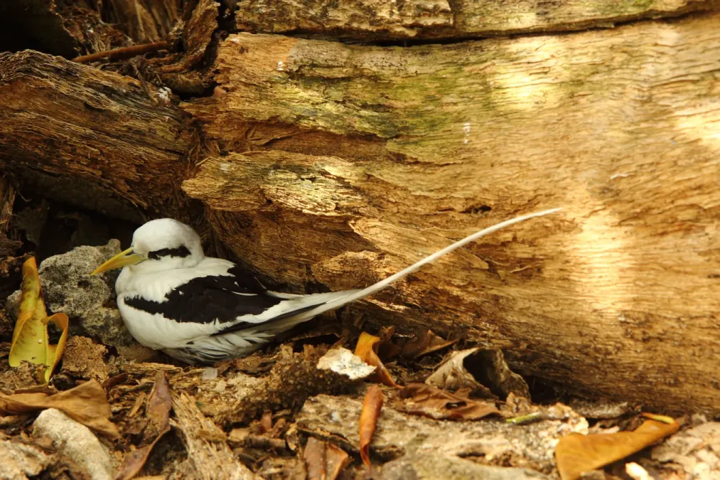 File:White-tailed tropicbird (Phaethon lepturus).jpg