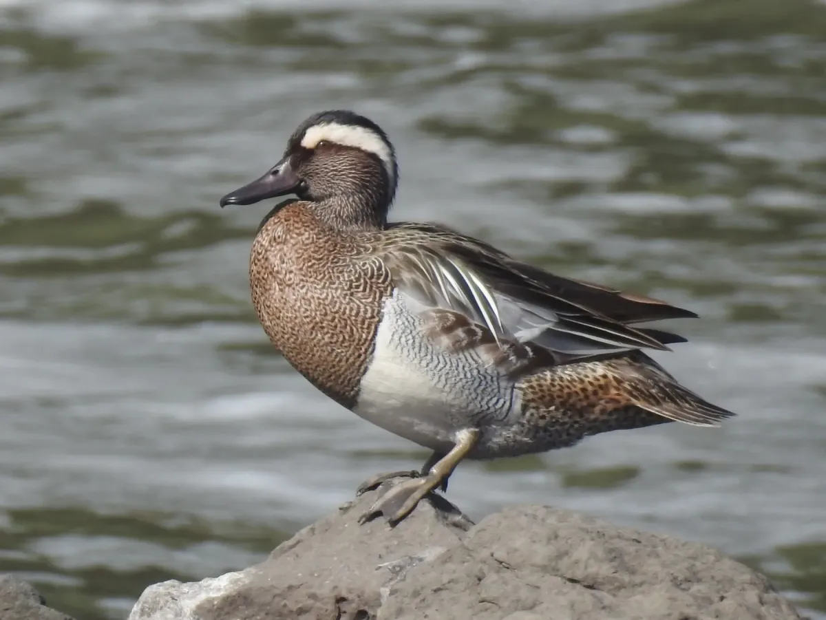 File:Garganey Spatula querquedula 01.jpg