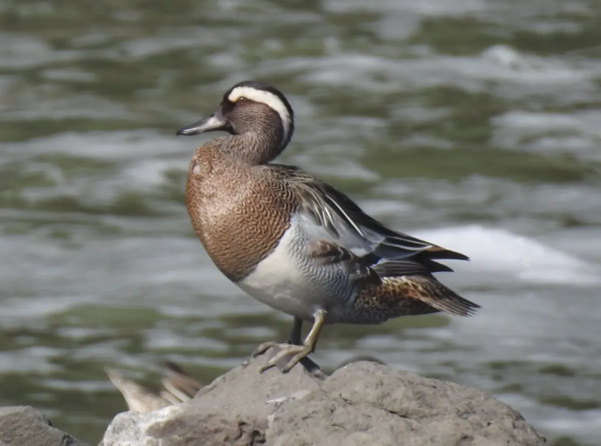 File:Garganey Spatula querquedula 03.jpg