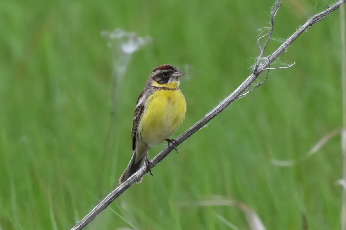 File:Emberiza aureola 285833103.jpg