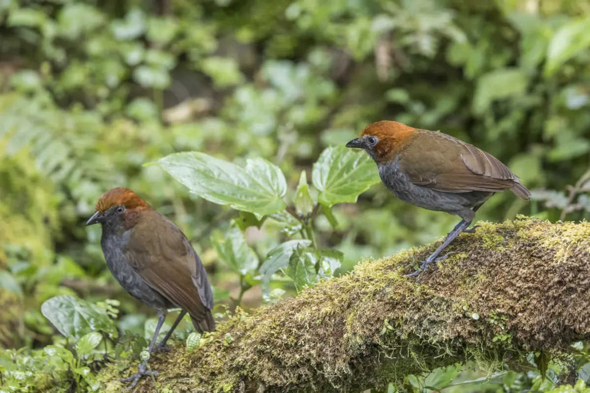 File:Chestnut-naped antpitta (Grallaria nuchalis ruficeps) pair Las Tangaras.jpg