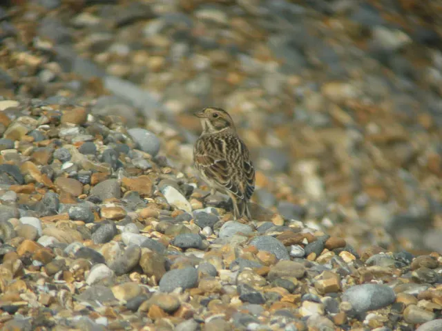 File:Lapland Bunting (Calcarius lapponicus) - geograph.org.uk - 1036128.jpg
