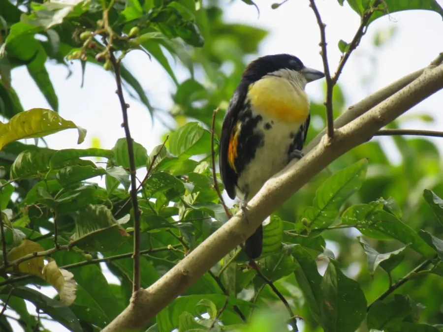 File:Capito maculicoronatus 34442679.jpg