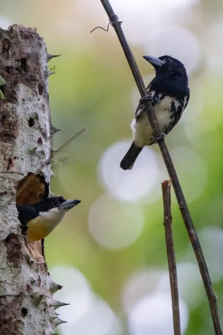 File:Capito maculicoronatus 241101131.jpg