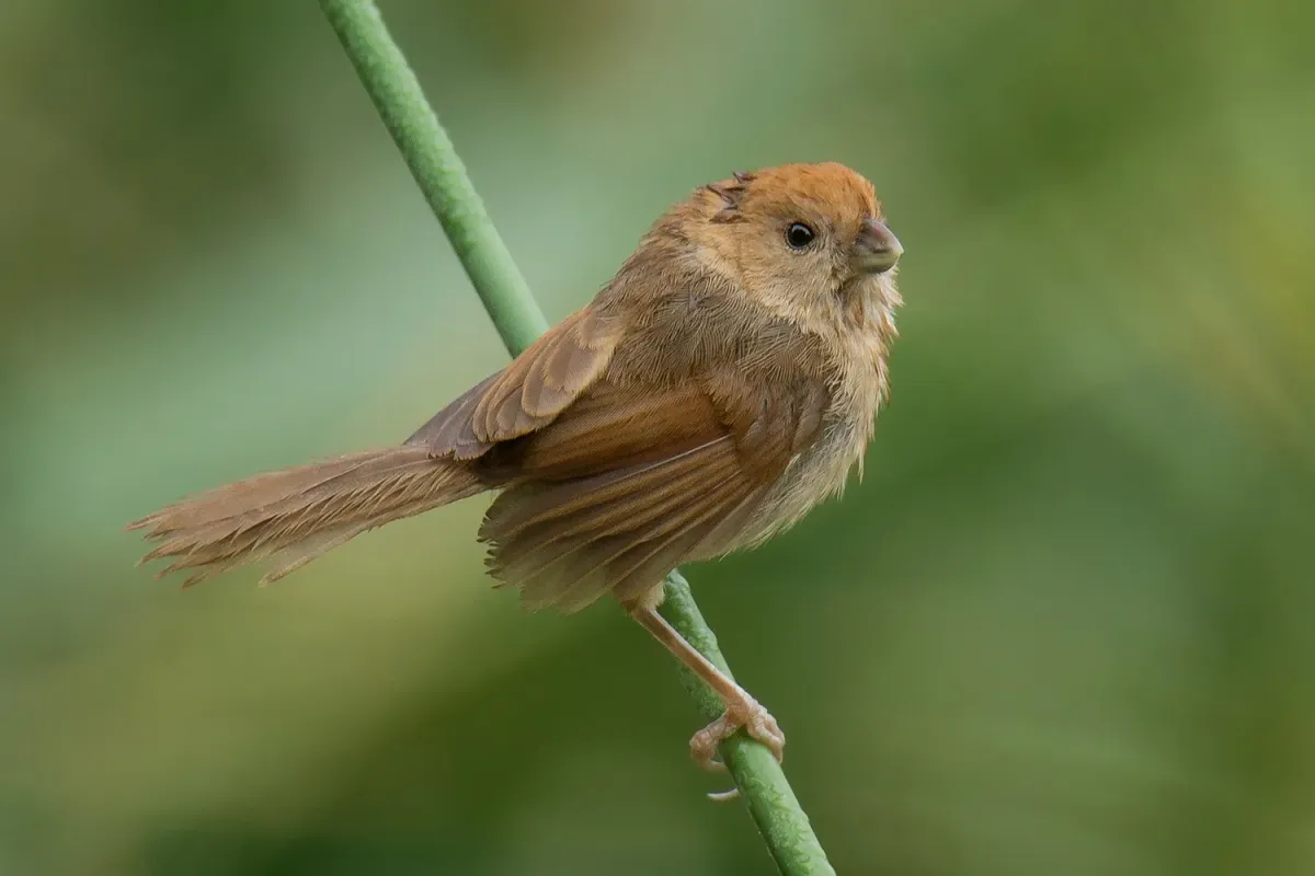 File:2019-09-28 Suthora webbiana webbiana, Yancheng, Jiangsu, China 1.jpg