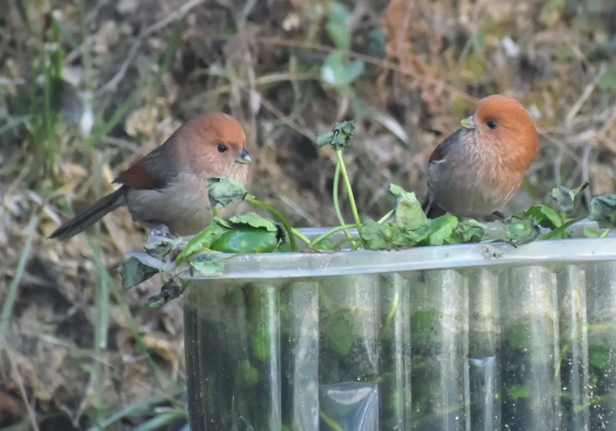 File:2023-01-30 Suthora webbiana webbiana, Suichang, Zhejiang, China 1.jpg