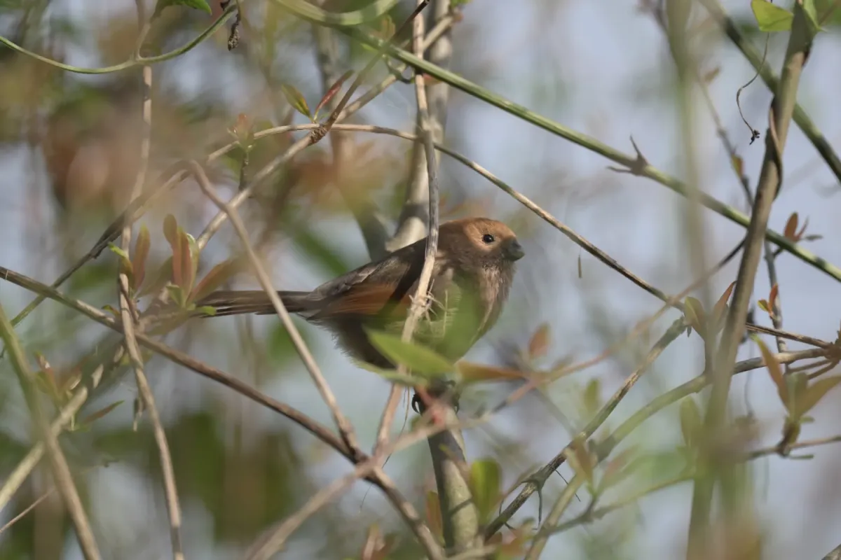 File:2021-03-29 Suthora webbiana webbiana, Hangzhou, Zhejiang, China 1.jpg