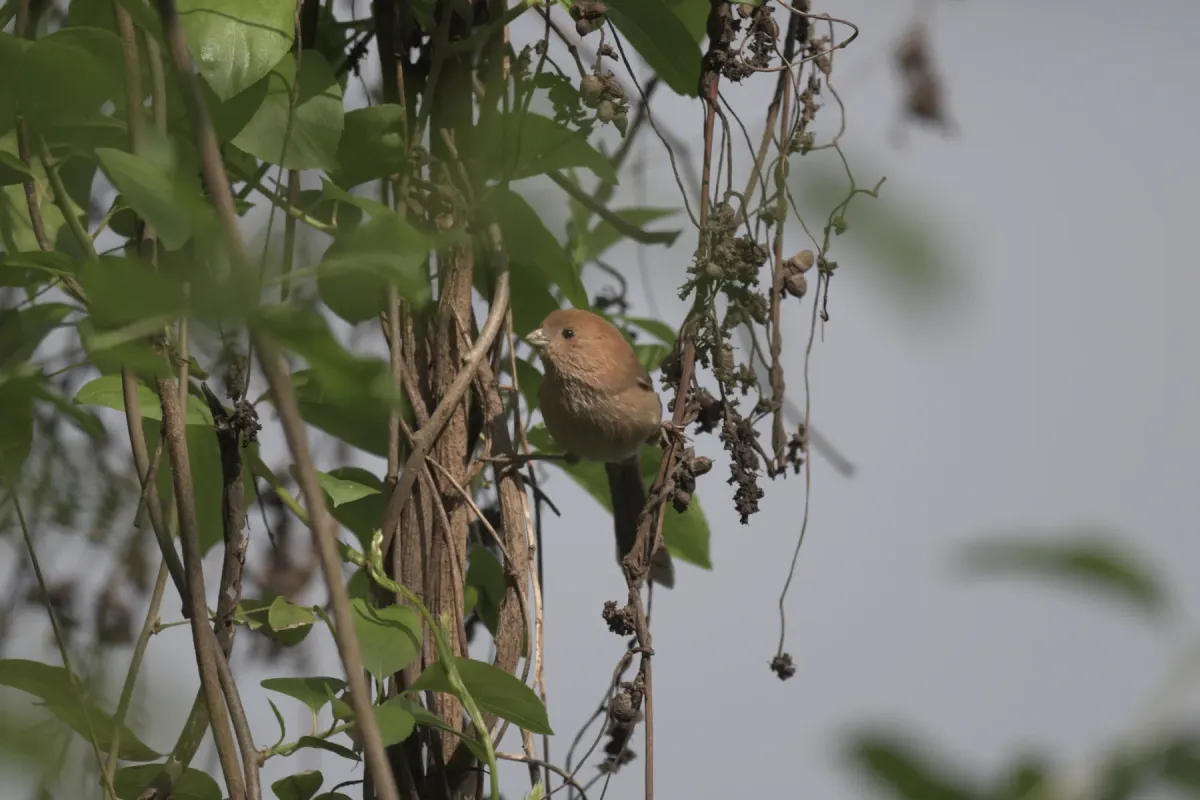 File:2021-03-29 Suthora webbiana webbiana, Hangzhou, Zhejiang, China 2.jpg