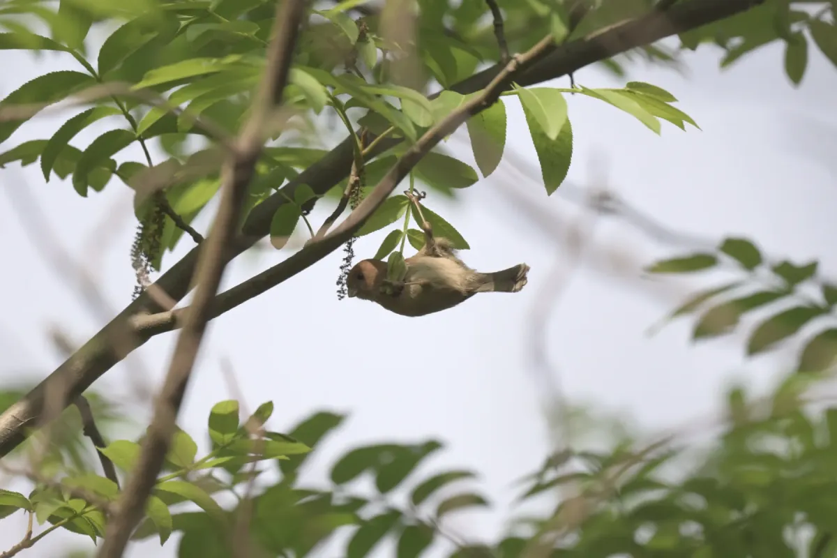 File:2021-03-29 Suthora webbiana webbiana, Hangzhou, Zhejiang, China 3.jpg