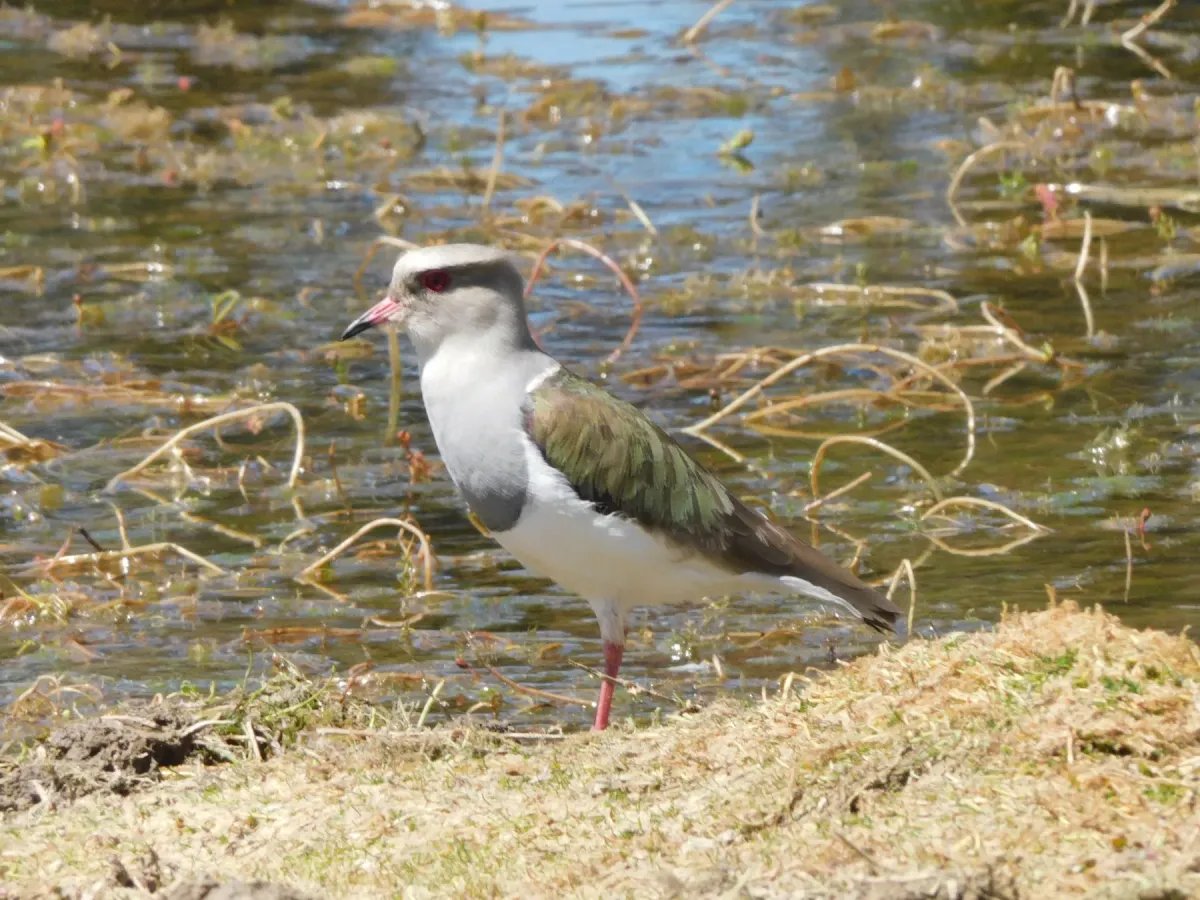 File:Avefría andina - Vanellus resplendens.jpg