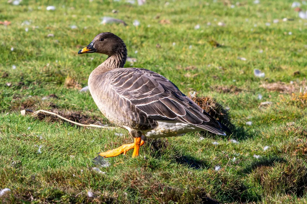 File:Anser fabalis fabalis (Taiga Bean Goose), Naturschutzgebiet Schellbruch, Lübeck, Germany.jpg