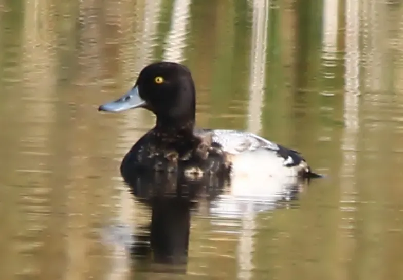 File:Vargant male lesser scaup (Aythya affinis) in Algeria.jpg