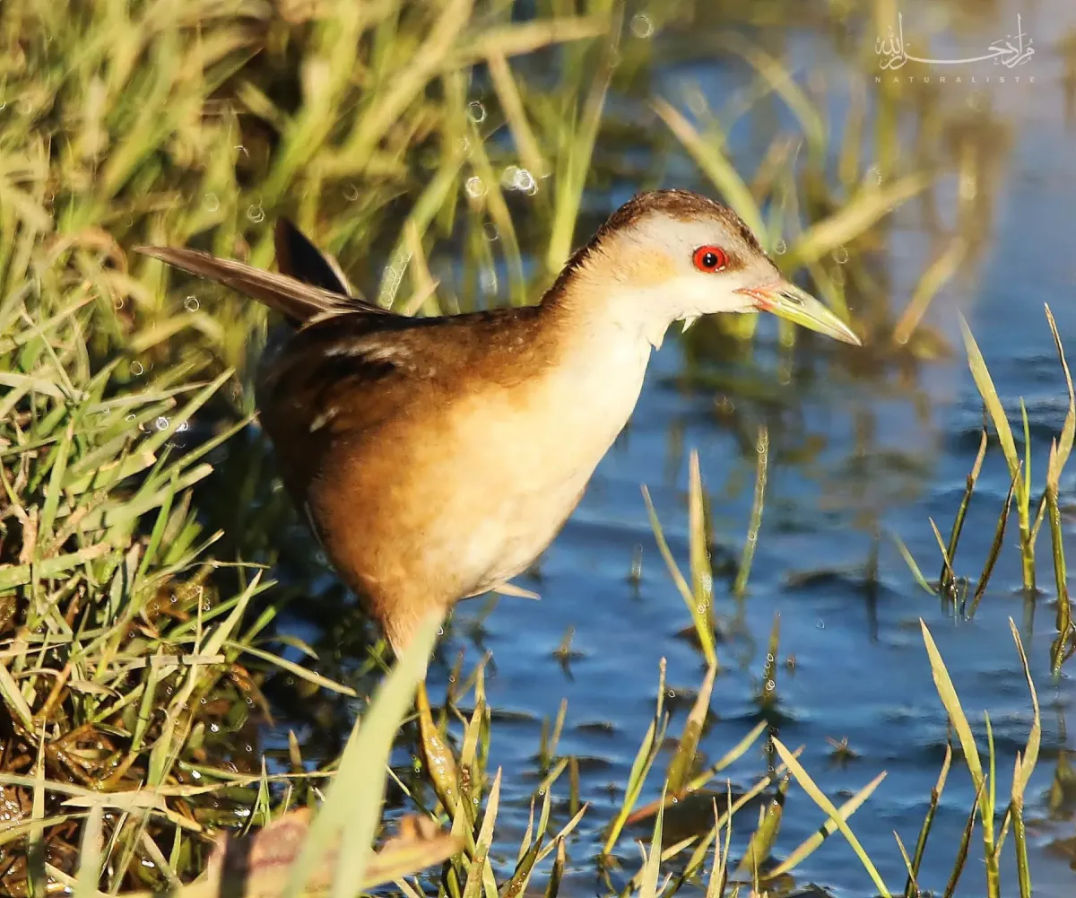 File:Female little crake (Zapornia parva) in Algeria.jpg