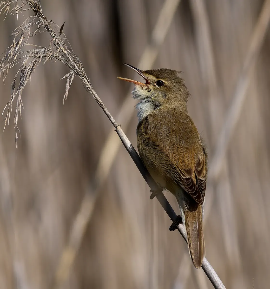 File:Great reed warbler (Acrocephalus arundinaceus).jpg