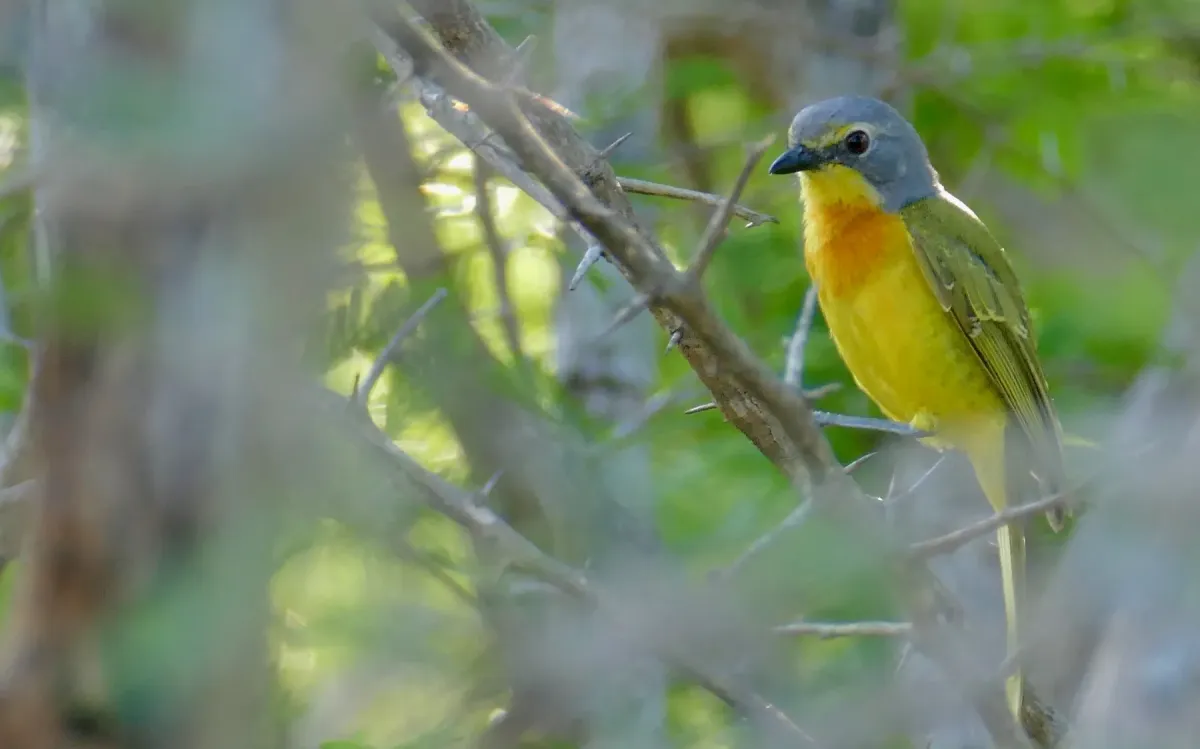 File:Day 36 Sulphur-breasted Bushshrike (Chlorophoneus sulfureopectus) (53287772398).jpg