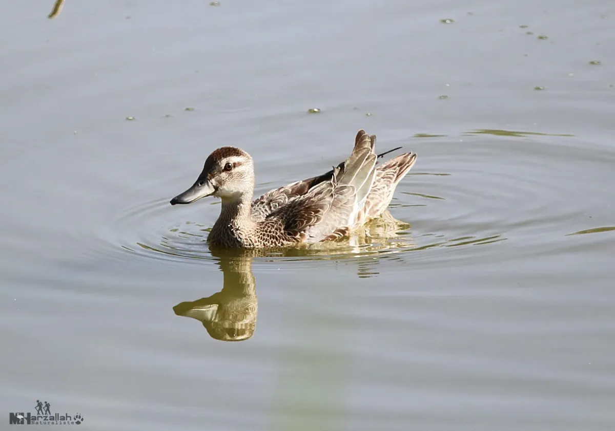 File:Female garganey (Spatula querquedula) in Algeria.jpg