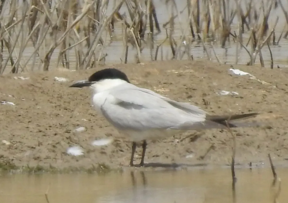 File:Gull-billed tern (Gelochelidon nilotica) in Algeria.jpg