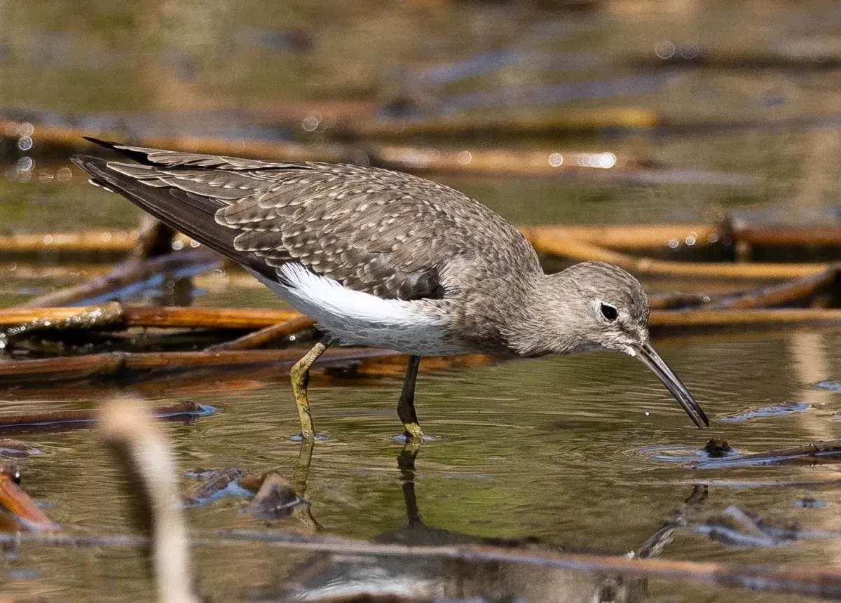 File:Tringa solitaria 337150303 (cropped).jpg