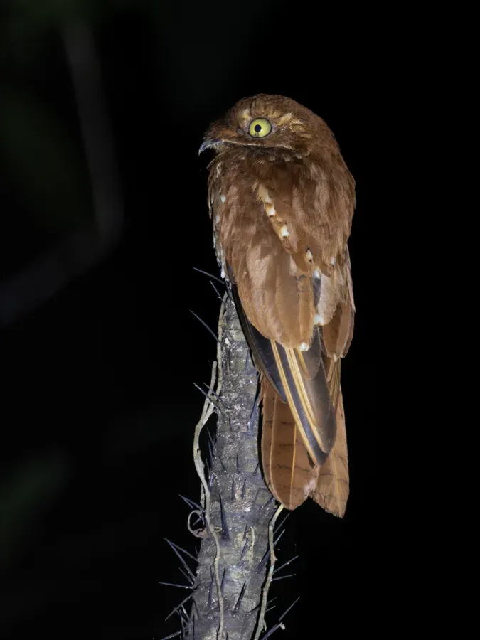 File:Phyllaemulor bracteatus Rufous Potoo; Novo Airão, Amazonas, Brazil (cropped).jpg