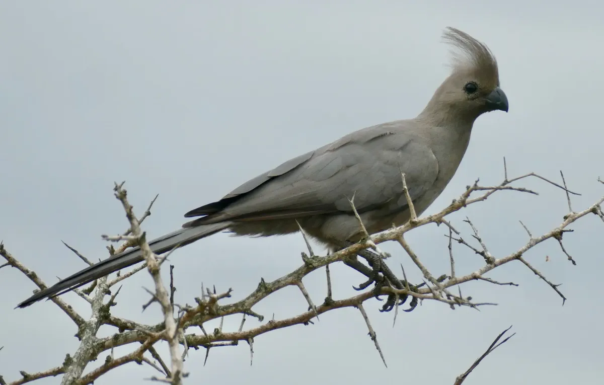 File:Day 78 Grey Go-Away-Bird (Crinifer concolor) (53382677522).jpg