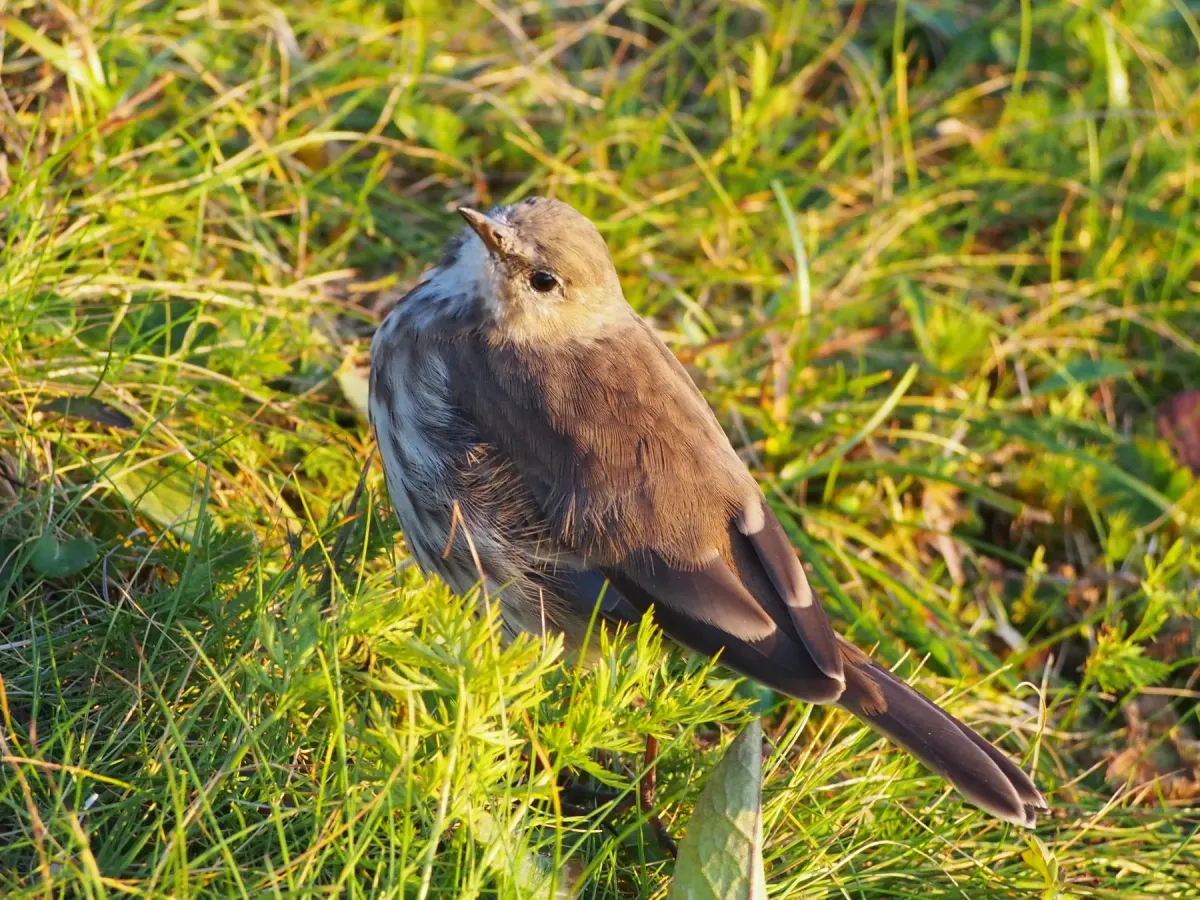 File:Anthus spinoletta Siwerniak Kasprowy 2023-08-24 01.jpg