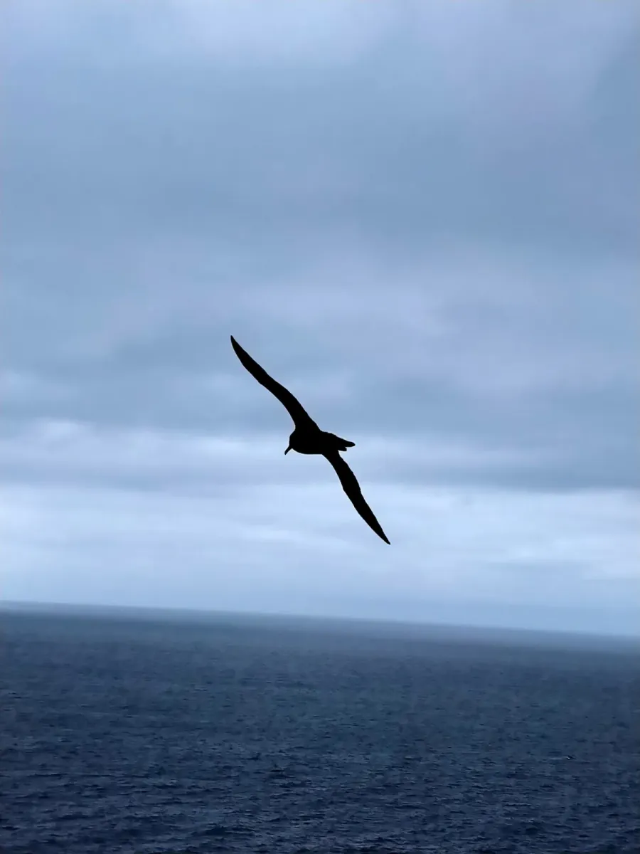 File:Phoebetria palpebrata Auckland Island 320376020.jpg