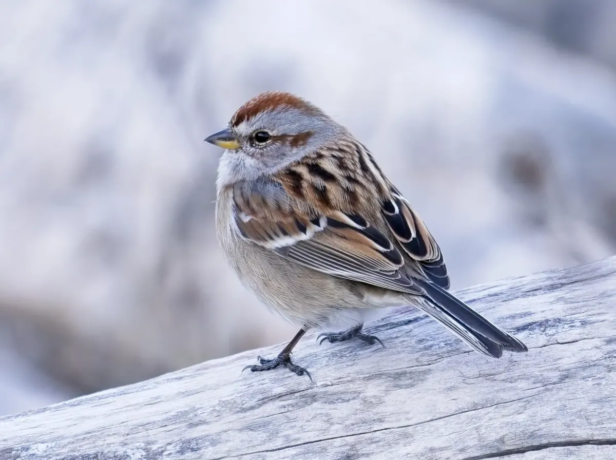 File:Spizelloides arborea Sam Smith Park Toronto.jpg