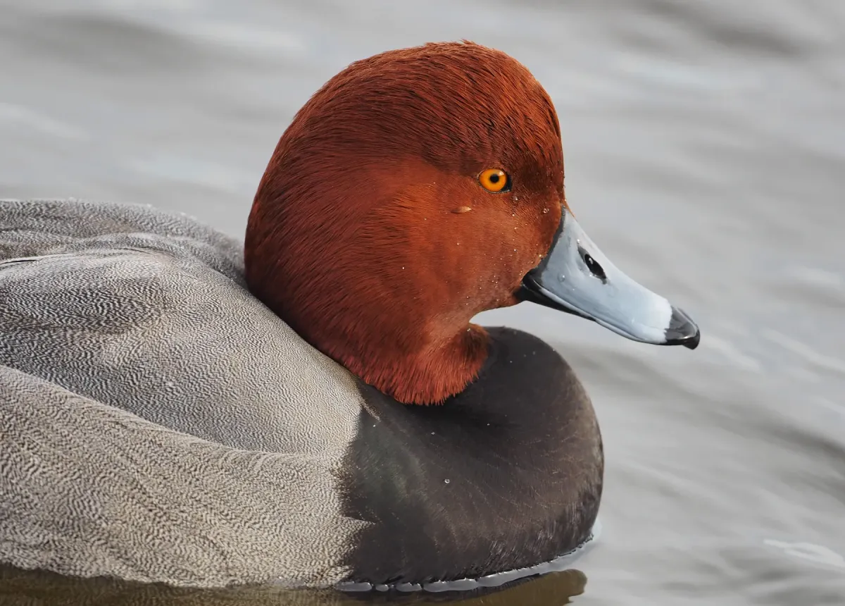 File:Redhead - Aythya americana, Cambridge, Maryland, December 9, 2020 (53405912430).jpg