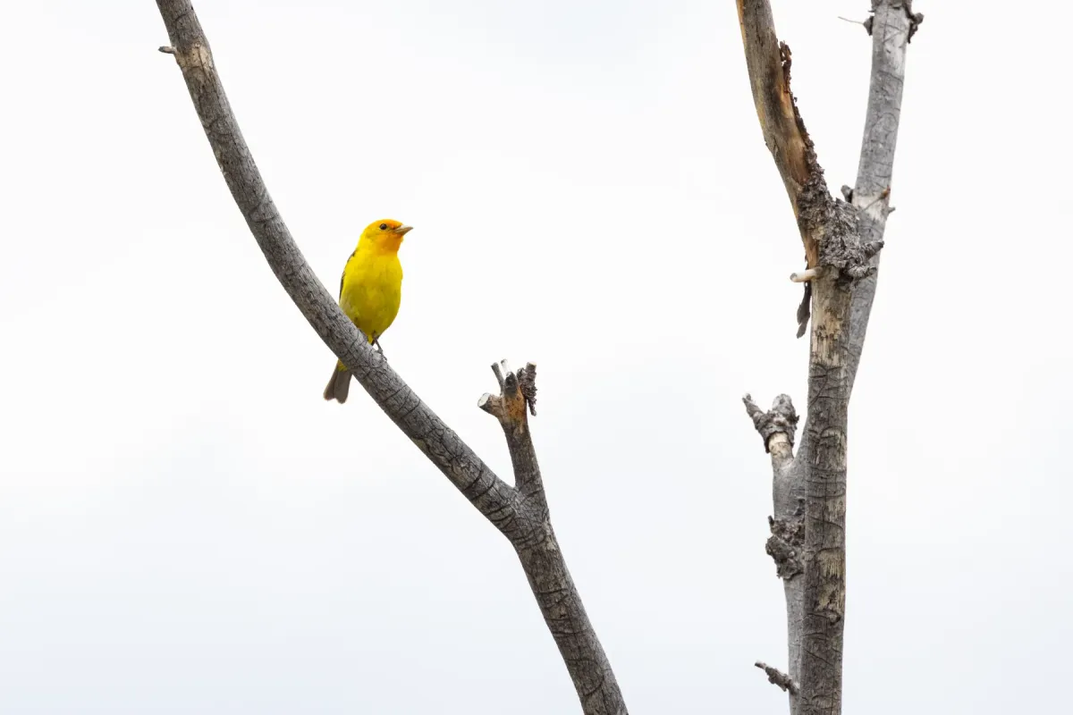 File:Western tanager (Piranga ludoviciana) in a snag1.jpg