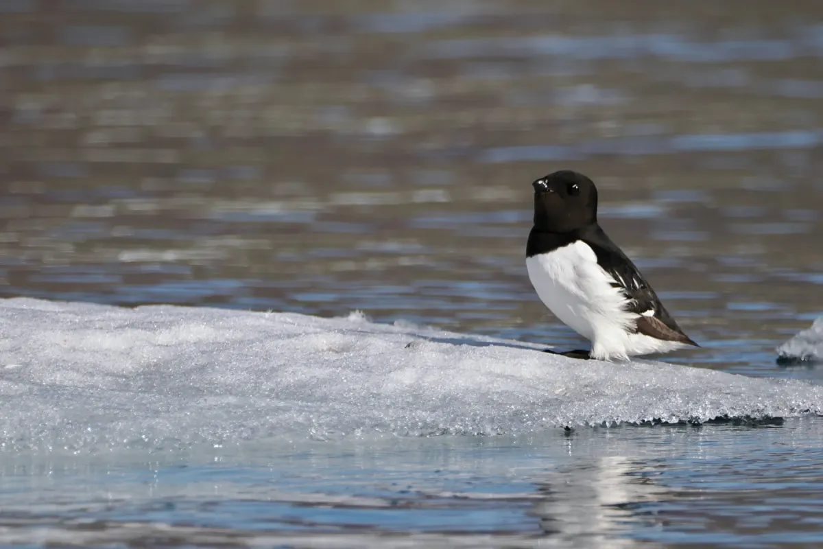 File:Little Auk (Alle alle) at Qagssissalik, Greenland 18 July 2023 311711036.jpg