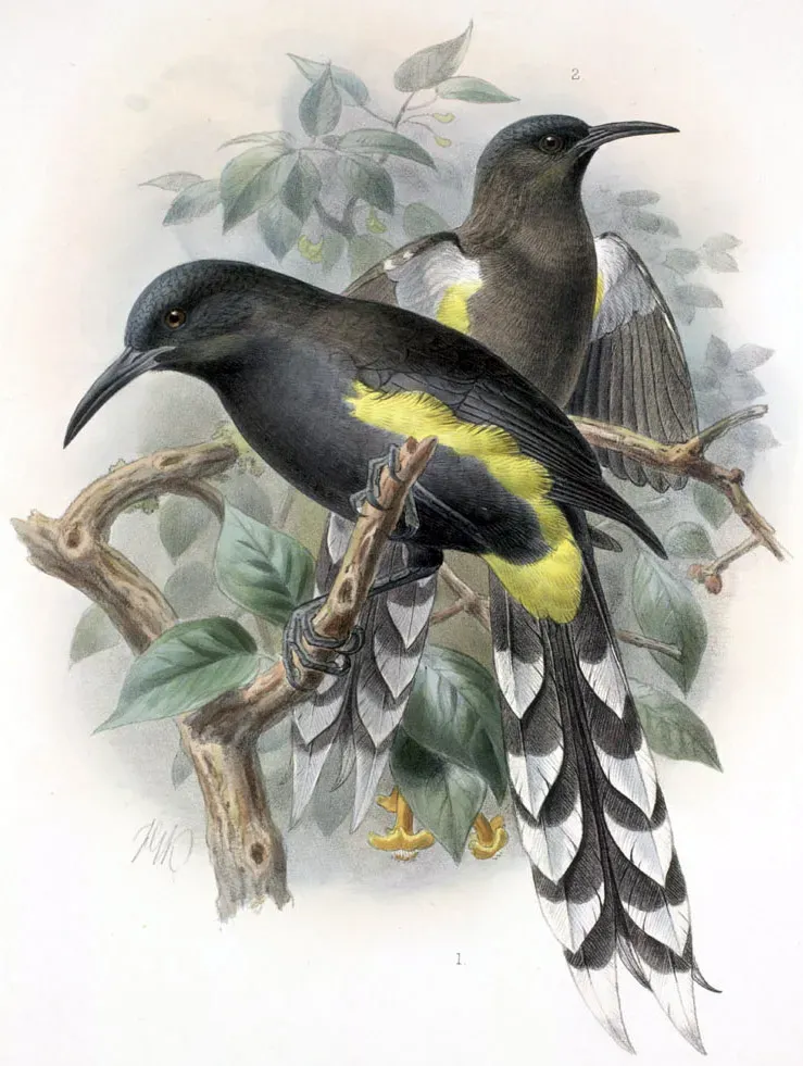 File:Moho apicalis-Keulemans.jpg