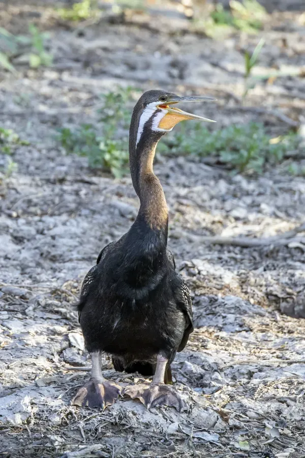 File:Australasian darter (Anhinga novaehollandiae) male Kakadu.jpg