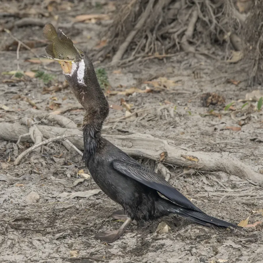 File:Australasian darter (Anhinga novaehollandiae) male with northern saratoga (Scleropages jardinii) Kakadu 5.jpg