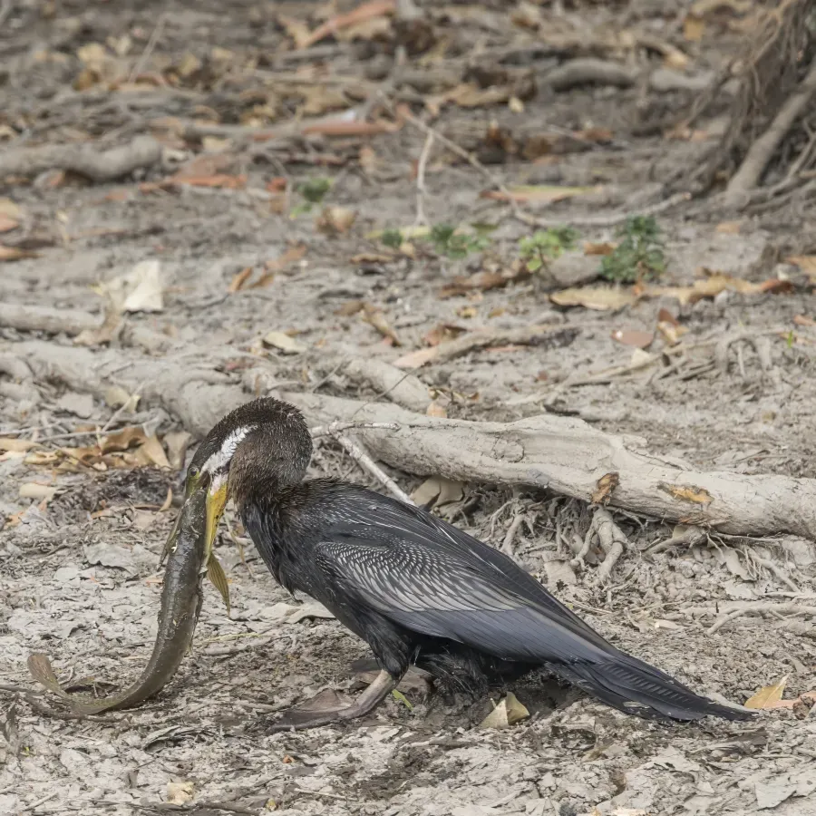 File:Australasian darter (Anhinga novaehollandiae) male with northern saratoga (Scleropages jardinii) Kakadu 2.jpg