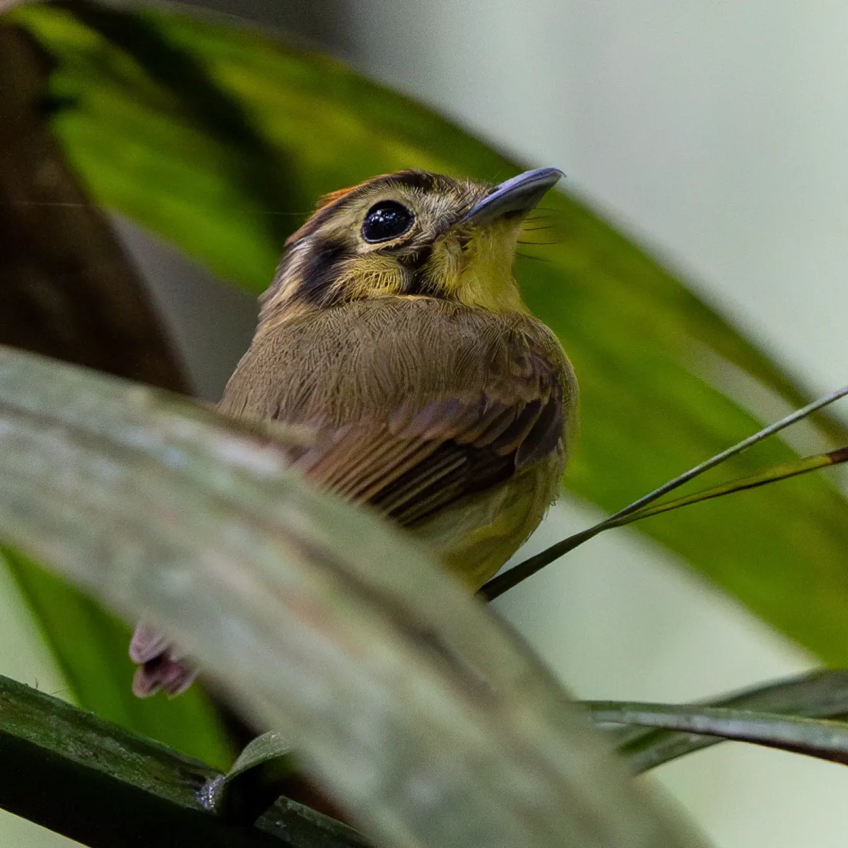File:Platyrinchus coronatus 333653250.jpg