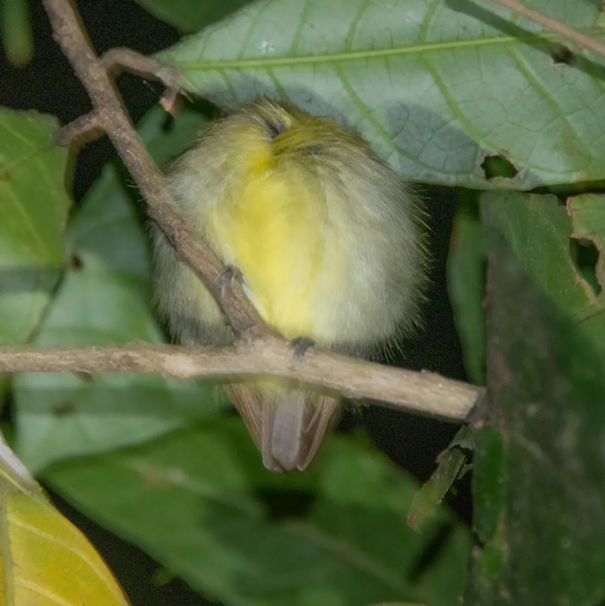 File:Platyrinchus coronatus 32774804.jpg