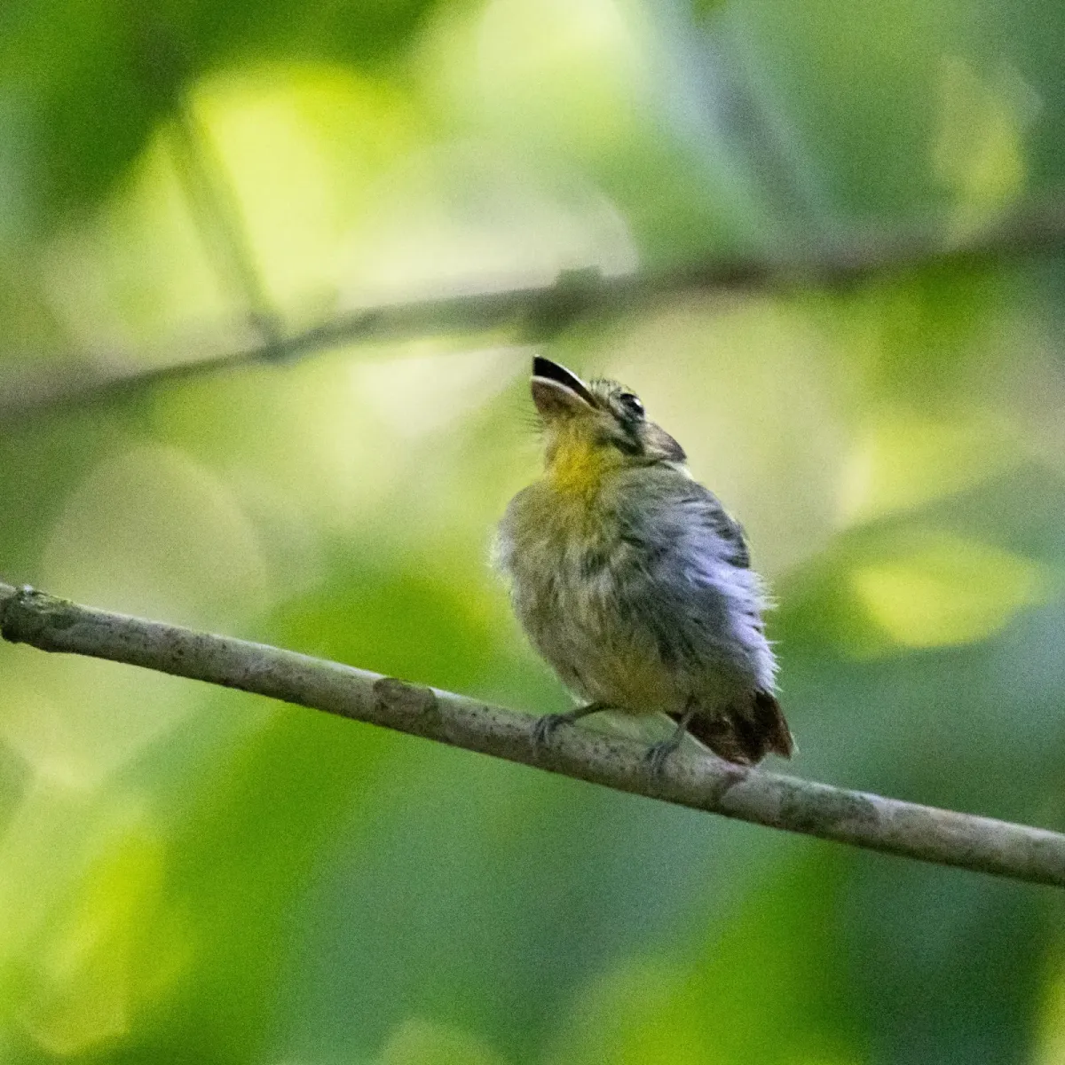 File:Platyrinchus coronatus 266792108.jpg