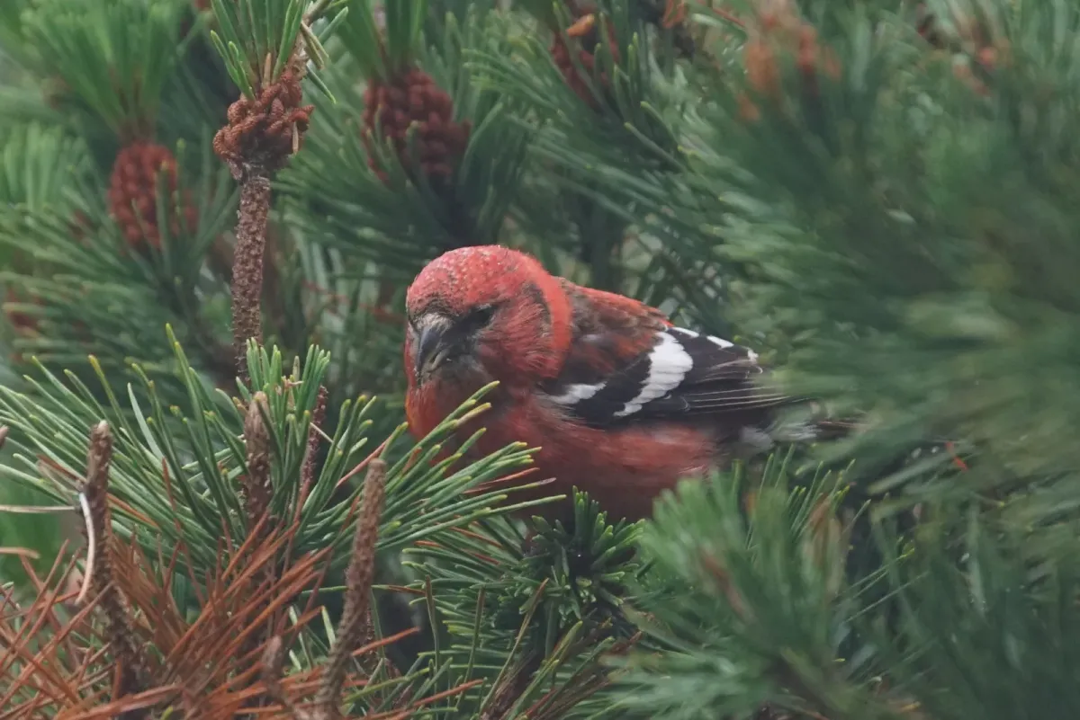 File:Two-barred Crossbill (Loxia leucoptera), Baltasound - geograph.org.uk - 6215942.jpg